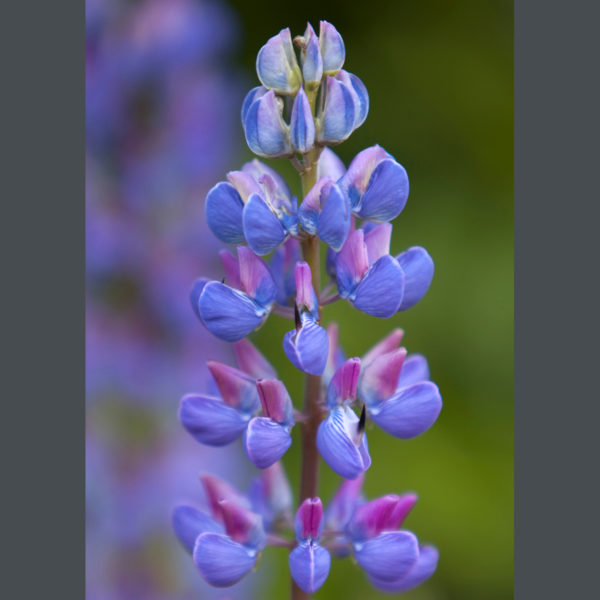 Lupines-sfw-(1)