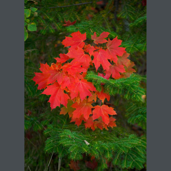 Maple-leaves-sfw-(1)